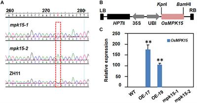 The OsMPK15 Negatively Regulates Magnaporthe oryza and Xoo Disease Resistance via SA and JA Signaling Pathway in Rice